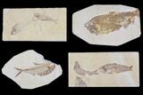 Lot: Green River Fossil Fish - Pieces #84117-1